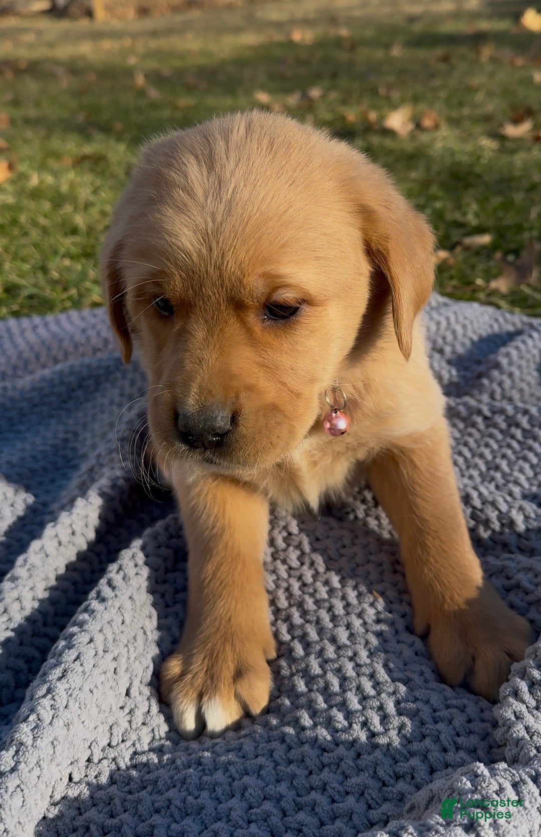 Goldador dogs for sale: Tana - Ad 1