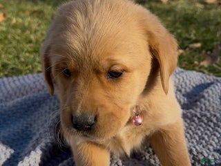 Goldador dogs Tana - Ad 28