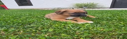 Mixed Breed dogs for sale: Mia - Ad 2