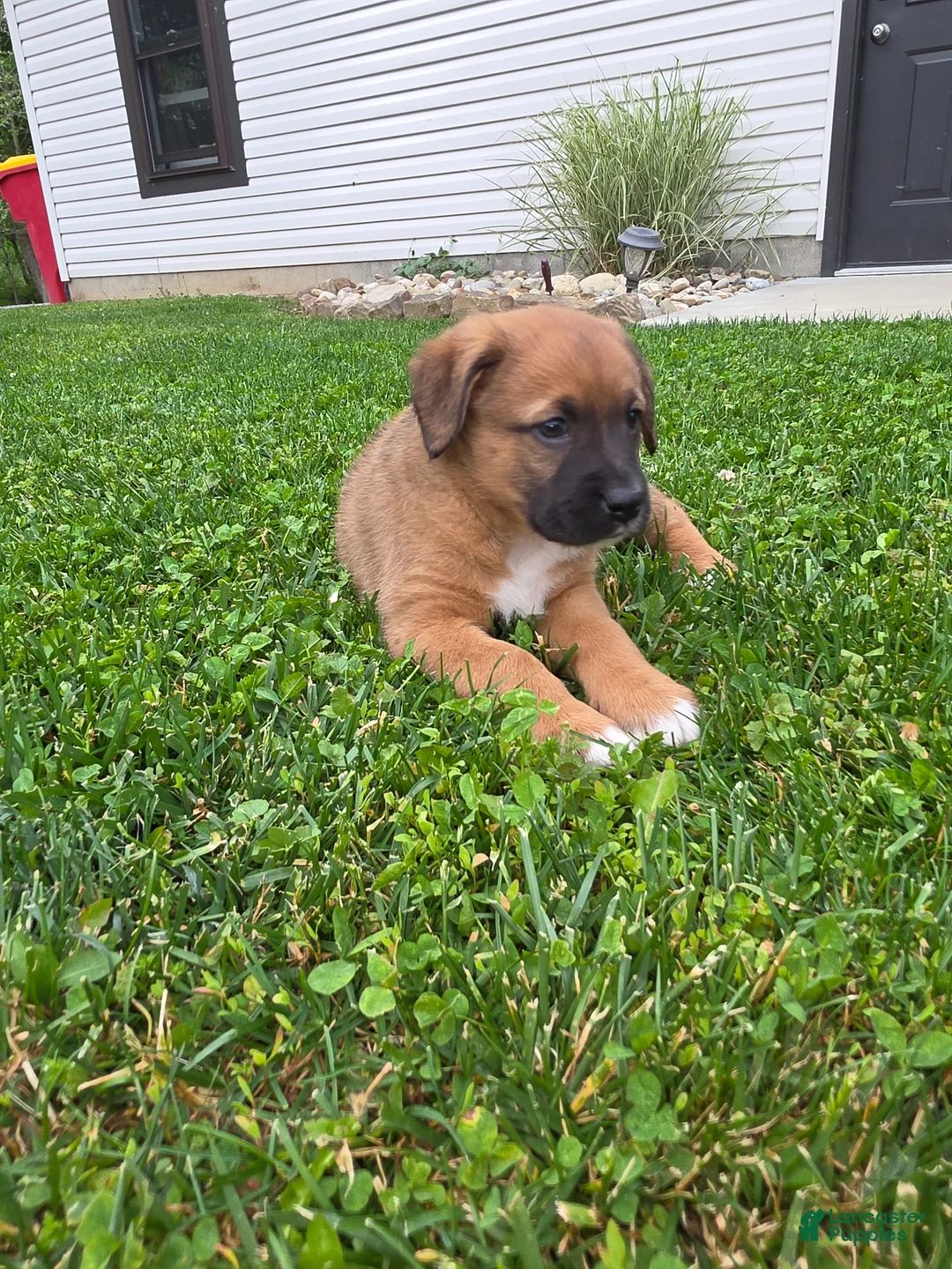 Mixed Breed dogs for sale: Mia - Ad 2