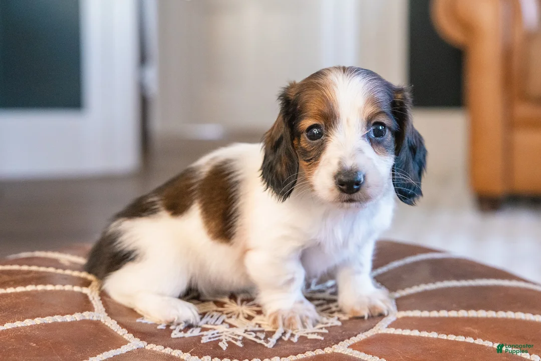 Miniature Dachshund dogs for sale: Ingrid Floppenstein - Ad 2