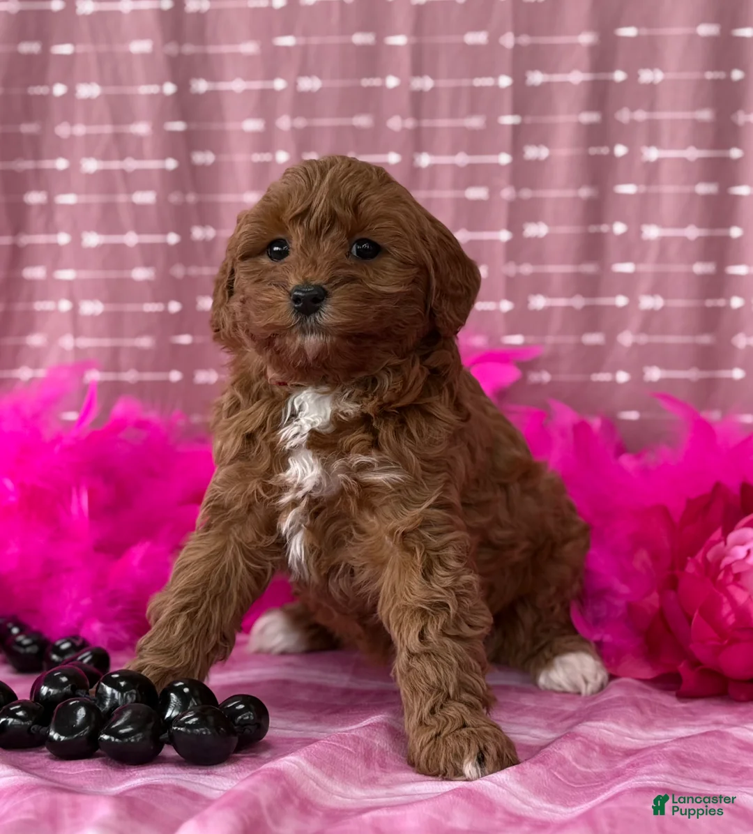 Cavapoo dogs for sale: Dulcie  - Ad 6