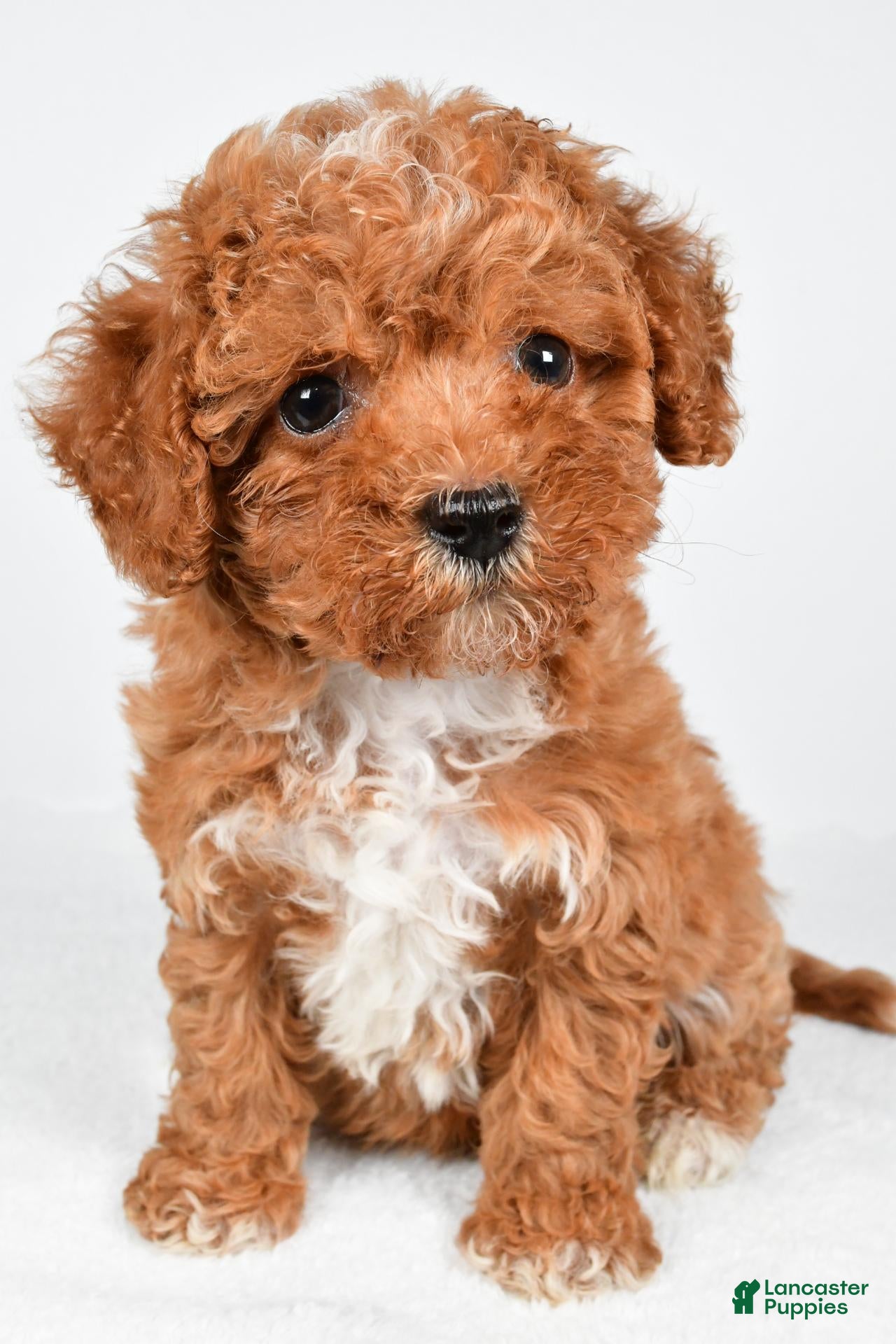 Maltipoo dogs Sammy - Ad 2