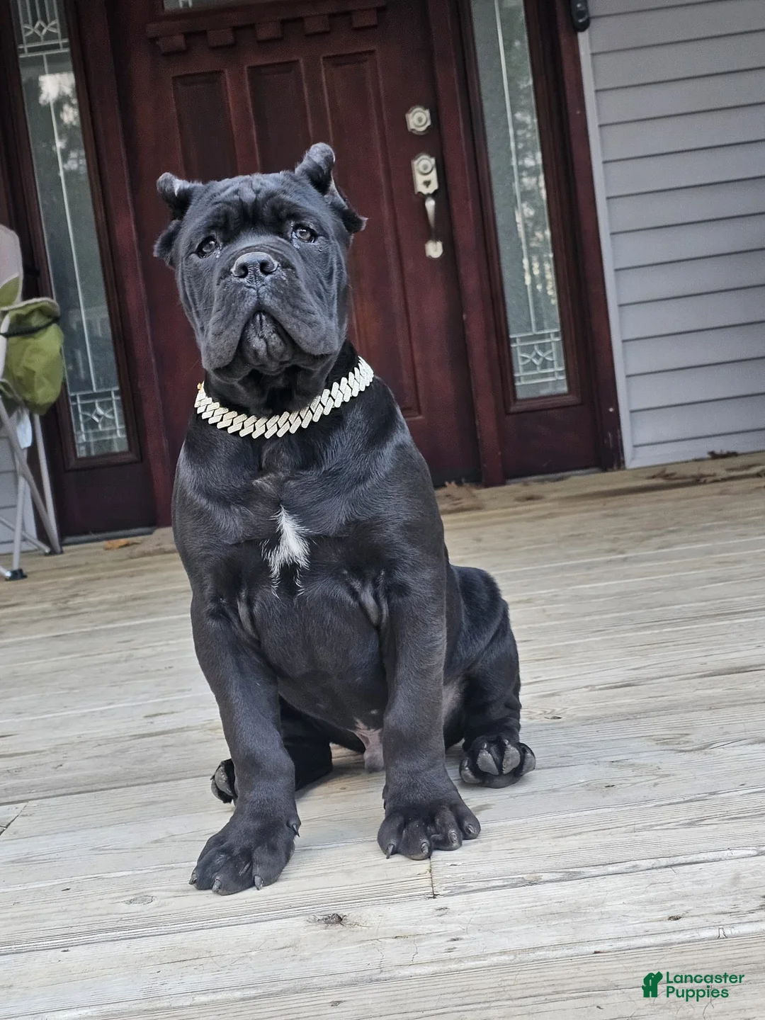 Cane Corso dogs for sale: ZEUS - Ad 5