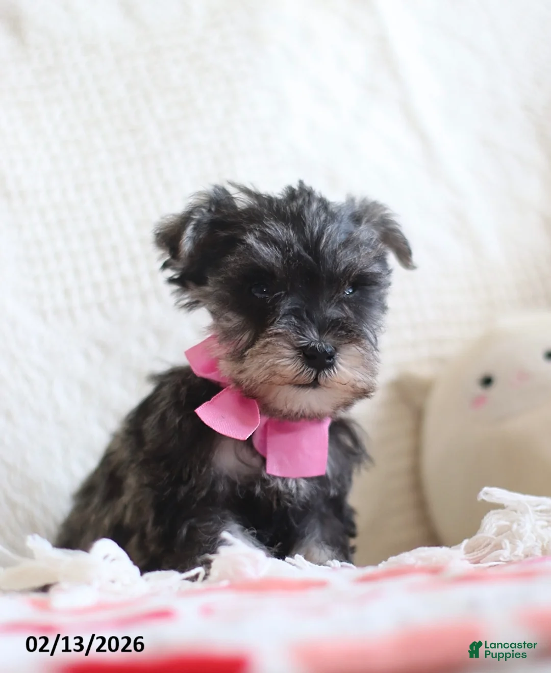 Miniature Schnauzer dogs for sale: Sandy - Ad 3