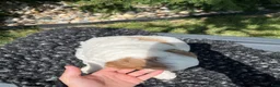 Mini Goldendoodle dogs for sale: Koda - Ad 3