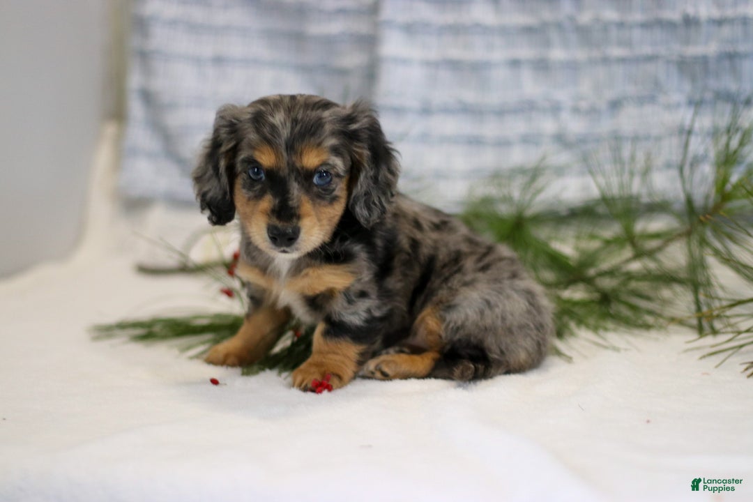 Miniature Dachshund dogs for sale: Anders - Ad 3