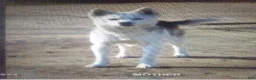 Pomsky dogs for sale: Scout - Ad 14