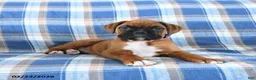 Boxer dogs for sale: Chief - Ad 4