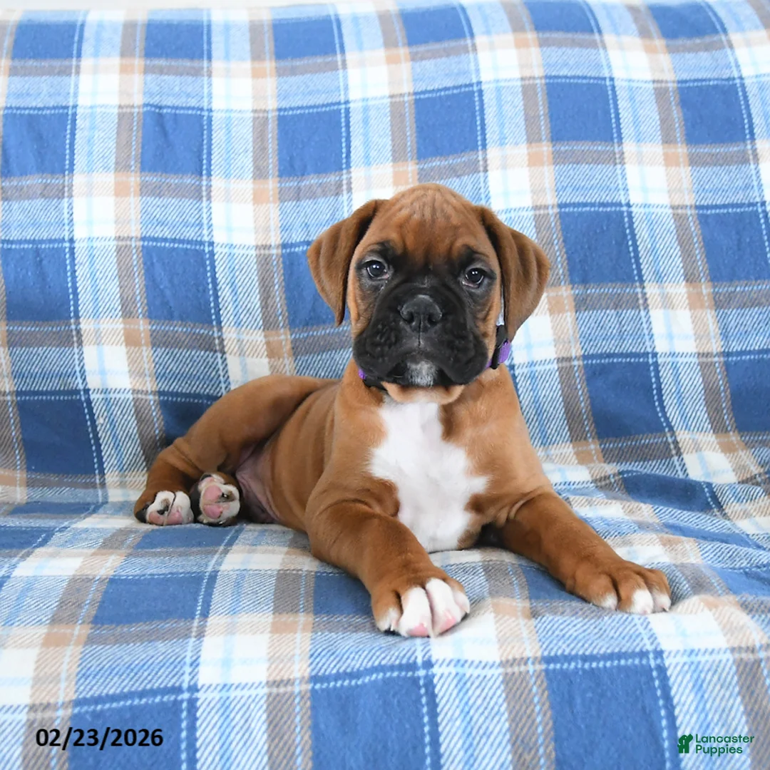 Boxer dogs for sale: Chief - Ad 4