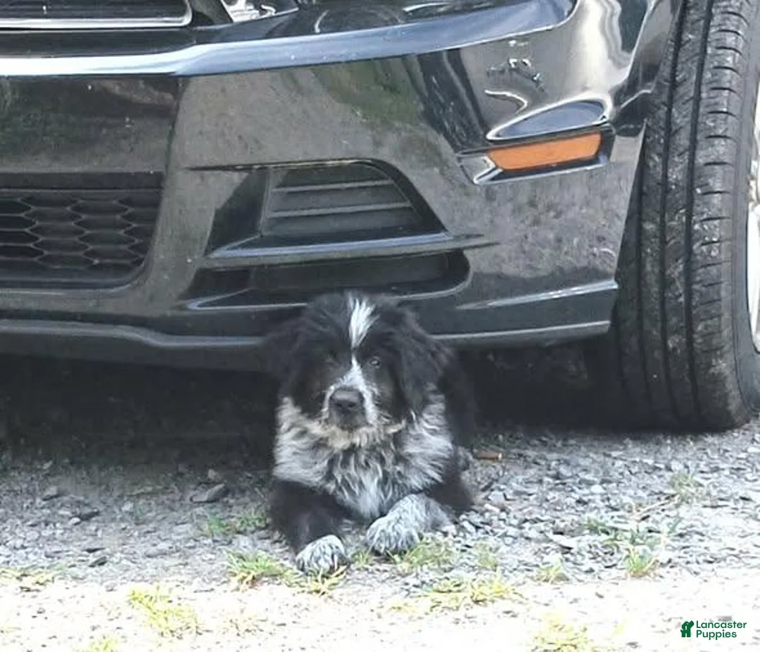 Mixed Breed dogs for sale: Tucker - Ad 2
