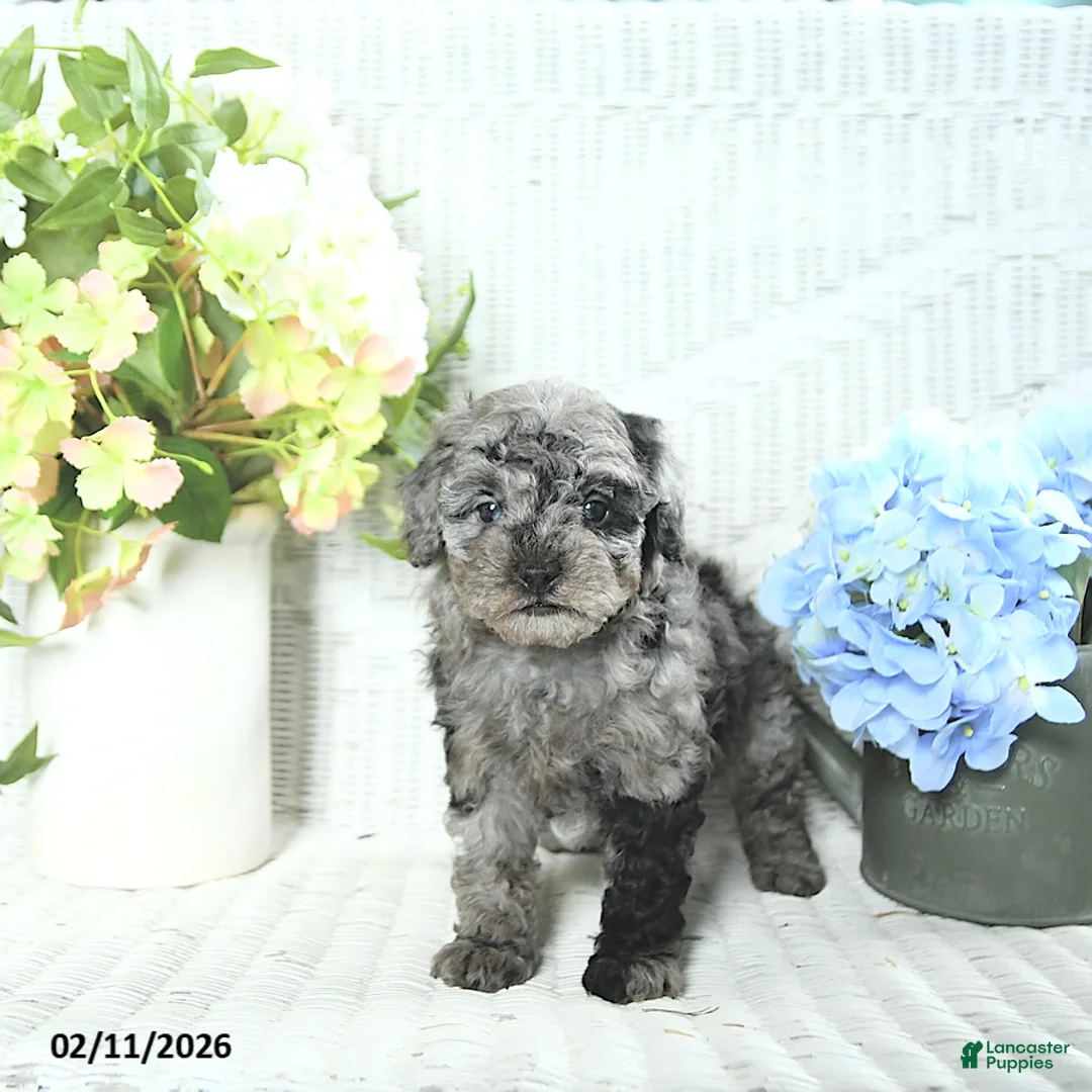 Mini Aussiedoodle dogs for sale: Max - Ad 5