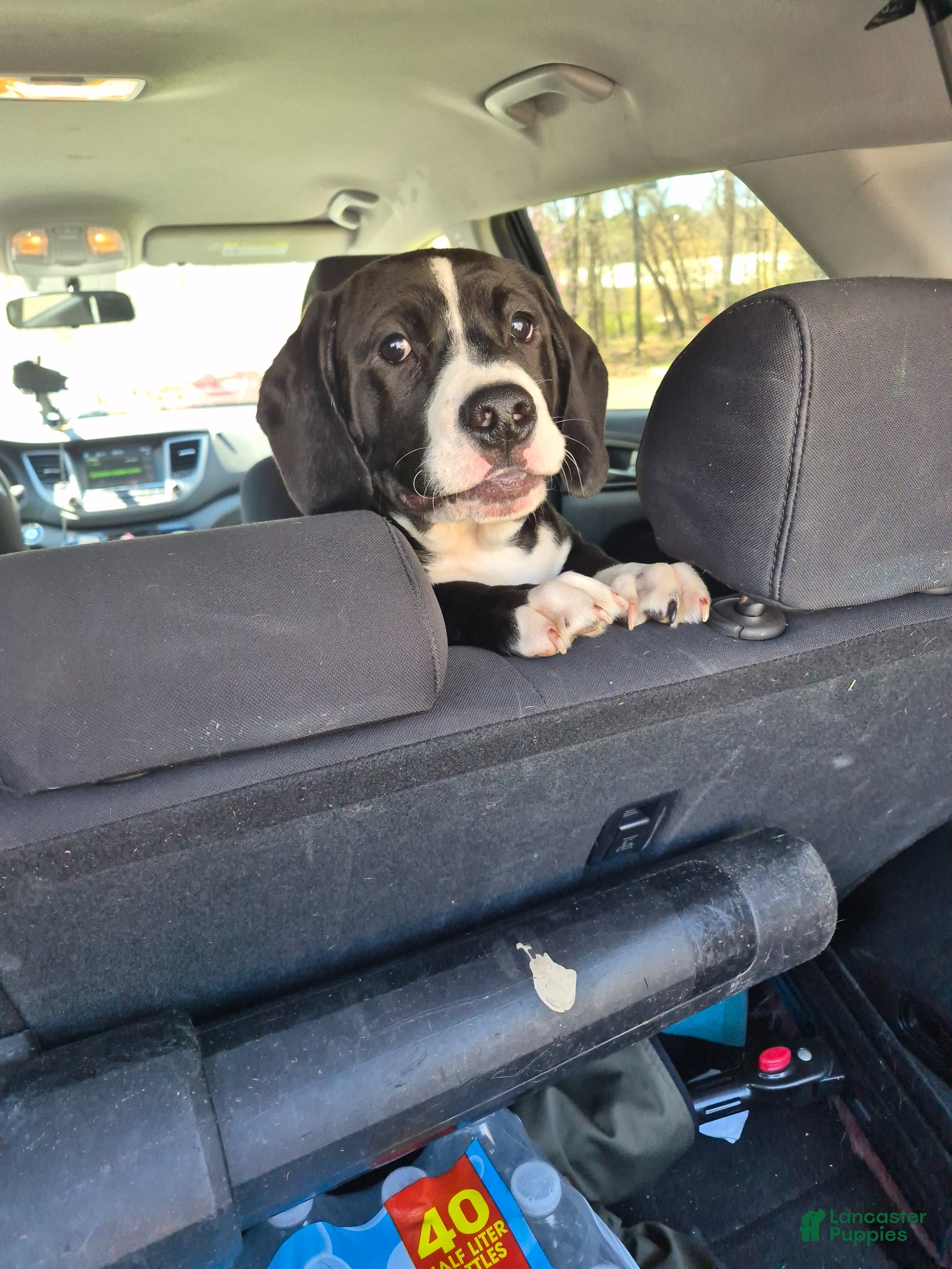 Mixed Breed dogs Charlie  - Ad 1