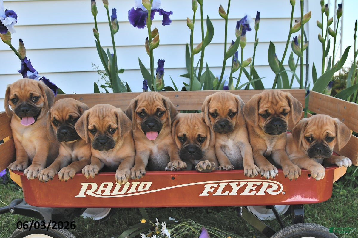 Puggle dogs for sale: Sandy - Ad 3