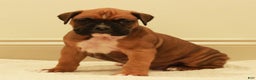 Boxer dogs for sale: Spot - Ad 1