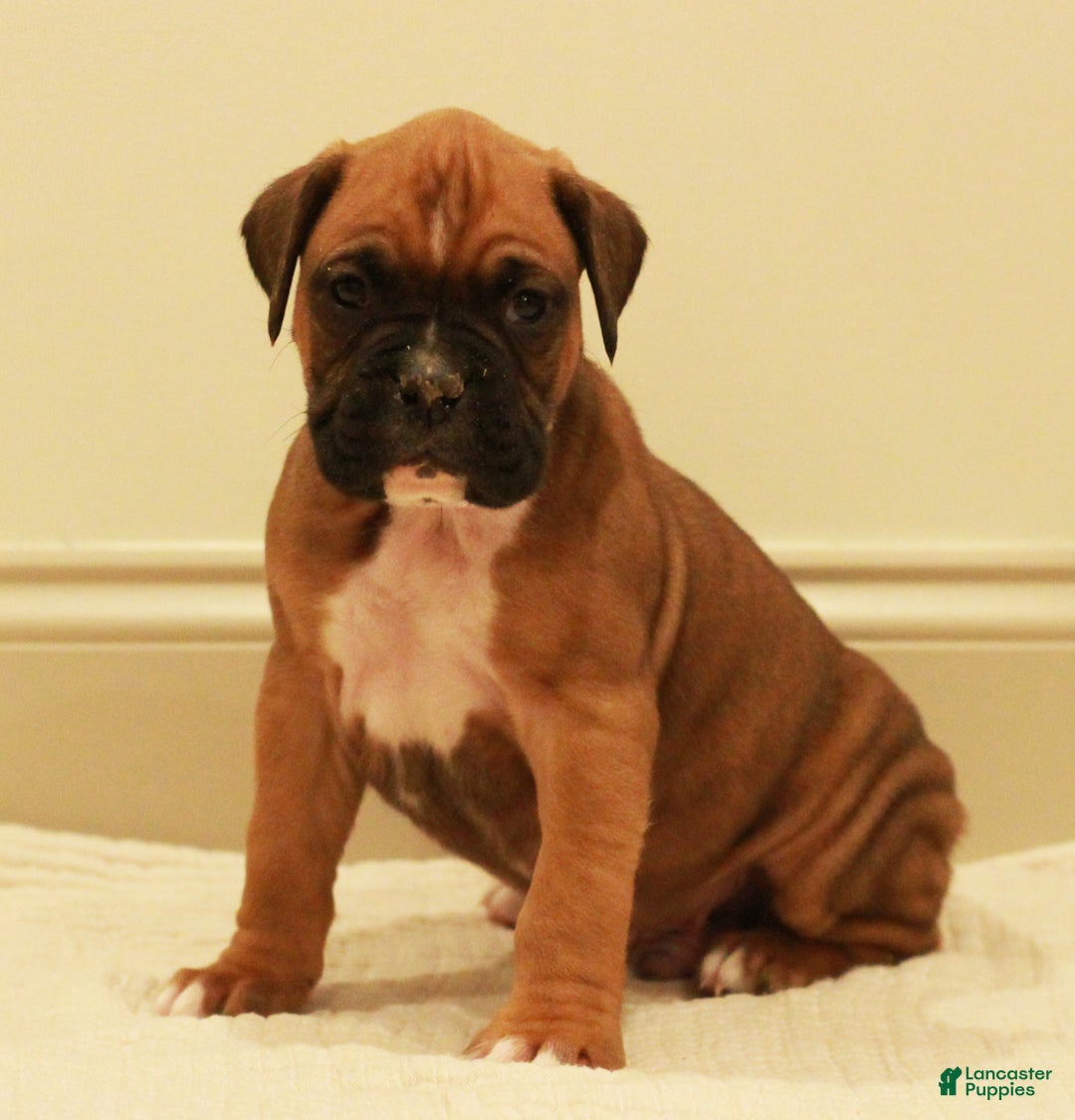 Boxer dogs for sale: Spot - Ad 1