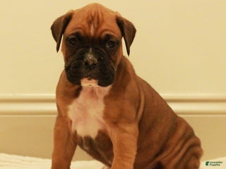 Boxer dogs Spot - Ad 1