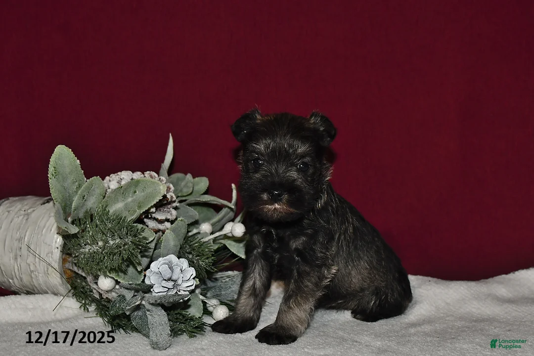 Miniature Schnauzer dogs for sale: Princess  - Ad 4