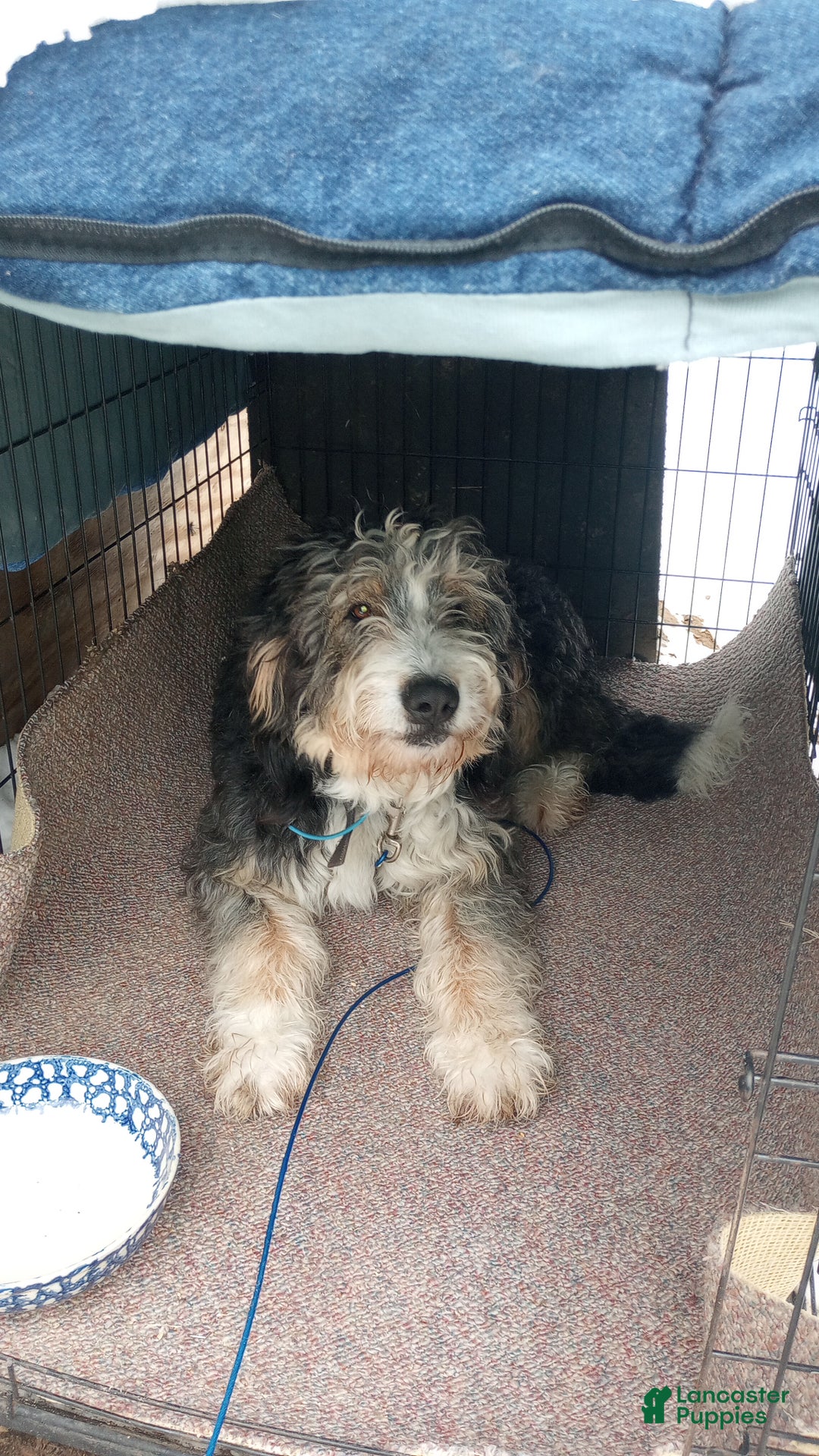 Bernedoodle dogs for sale: Barkley - Ad 4