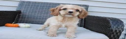 Cocker Spaniel dogs for sale: Ember - Ad 4