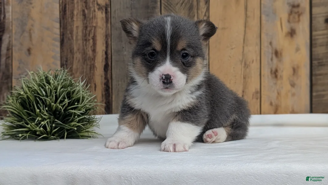 Welsh Corgi Pembroke dogs for sale: Flint - Ad 3