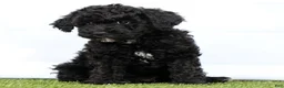 Miniature Poodle dogs for sale: Neva - Ad 5