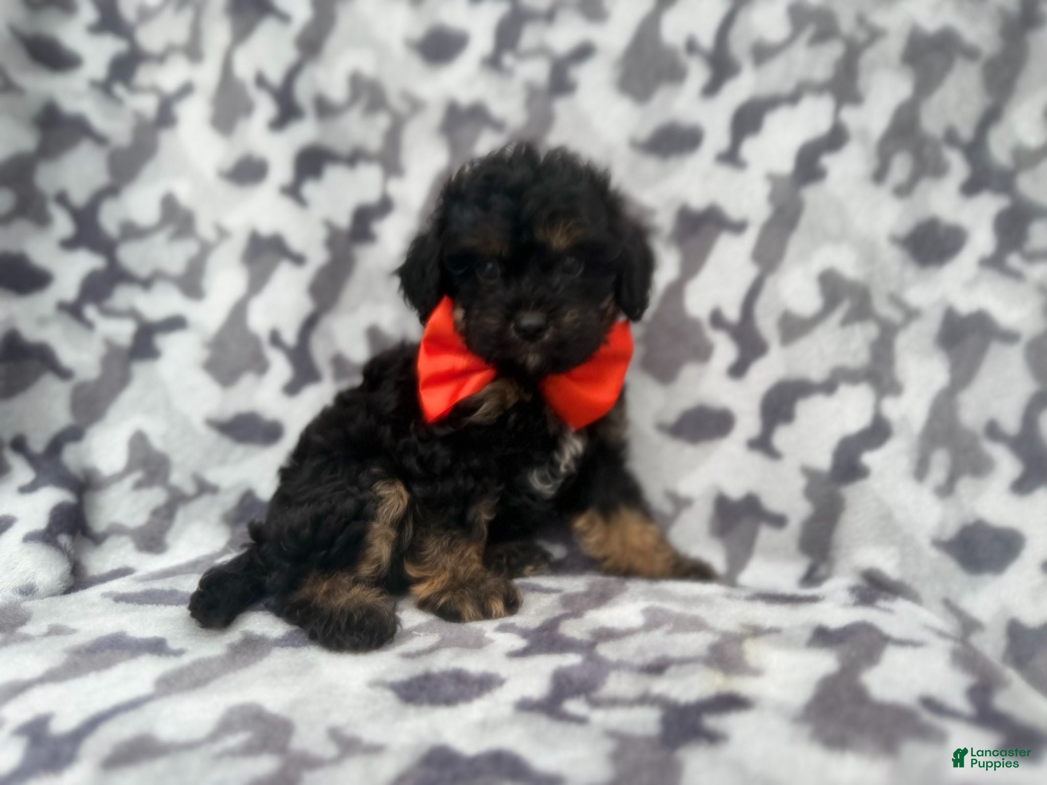 Cavapoo dogs Danny - Ad 7
