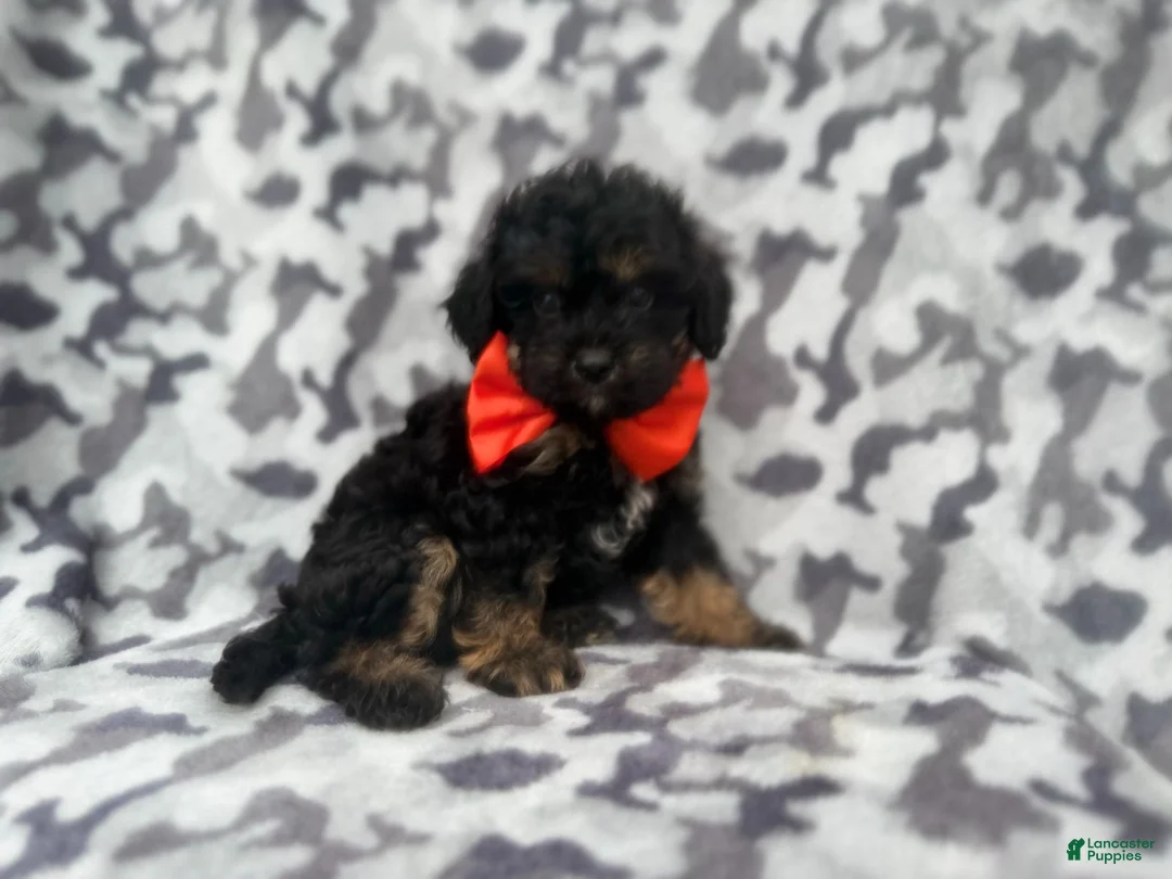 Cavapoo dogs for sale: Danny - Ad 1
