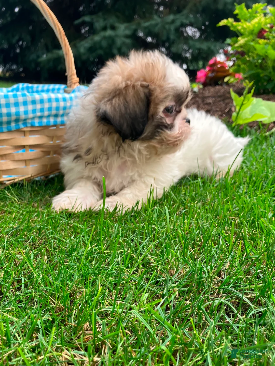 Shih Tzu dogs for sale: Jack - Ad 5