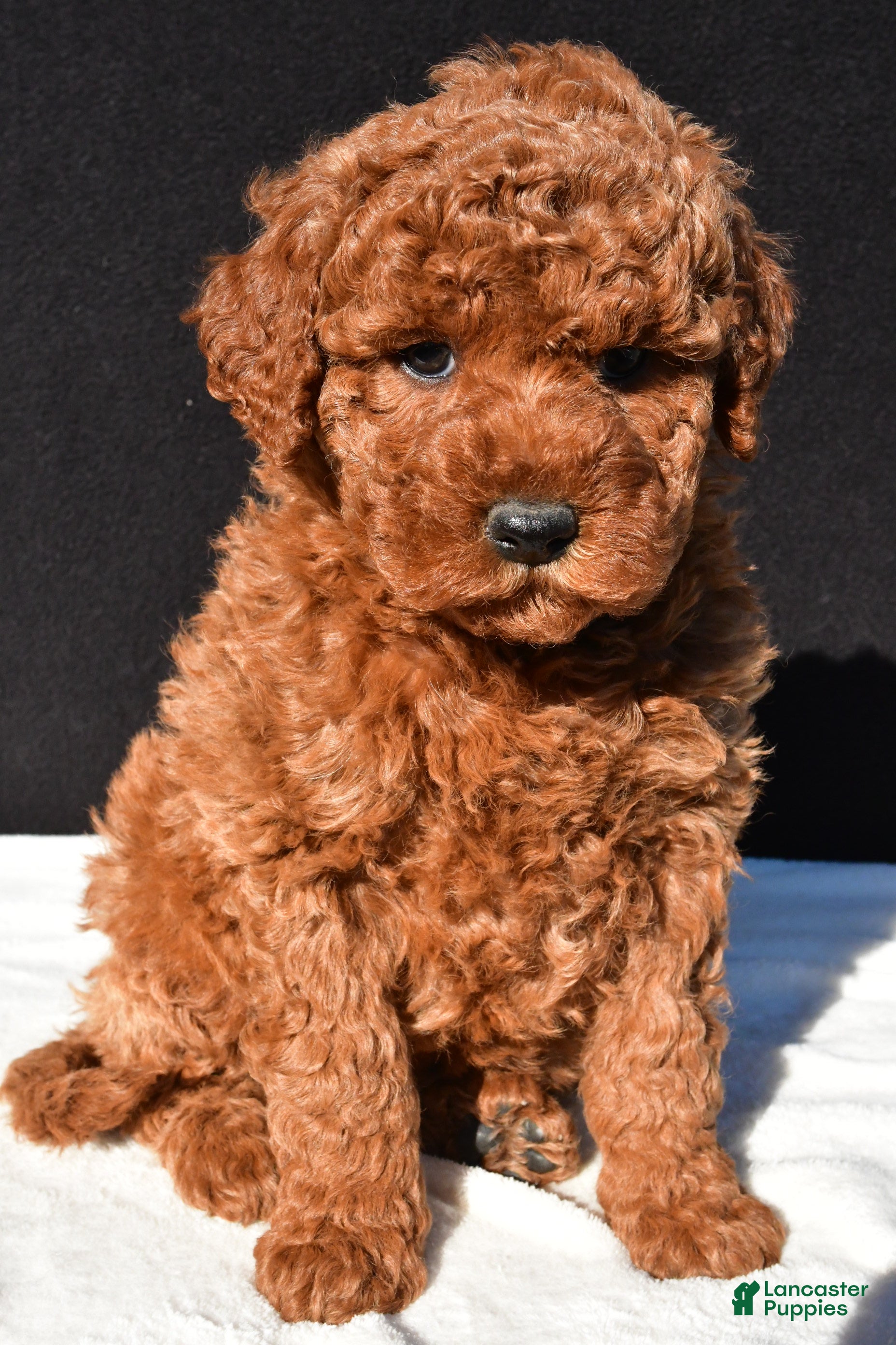 Mini Goldendoodle dogs Jade - Ad 1