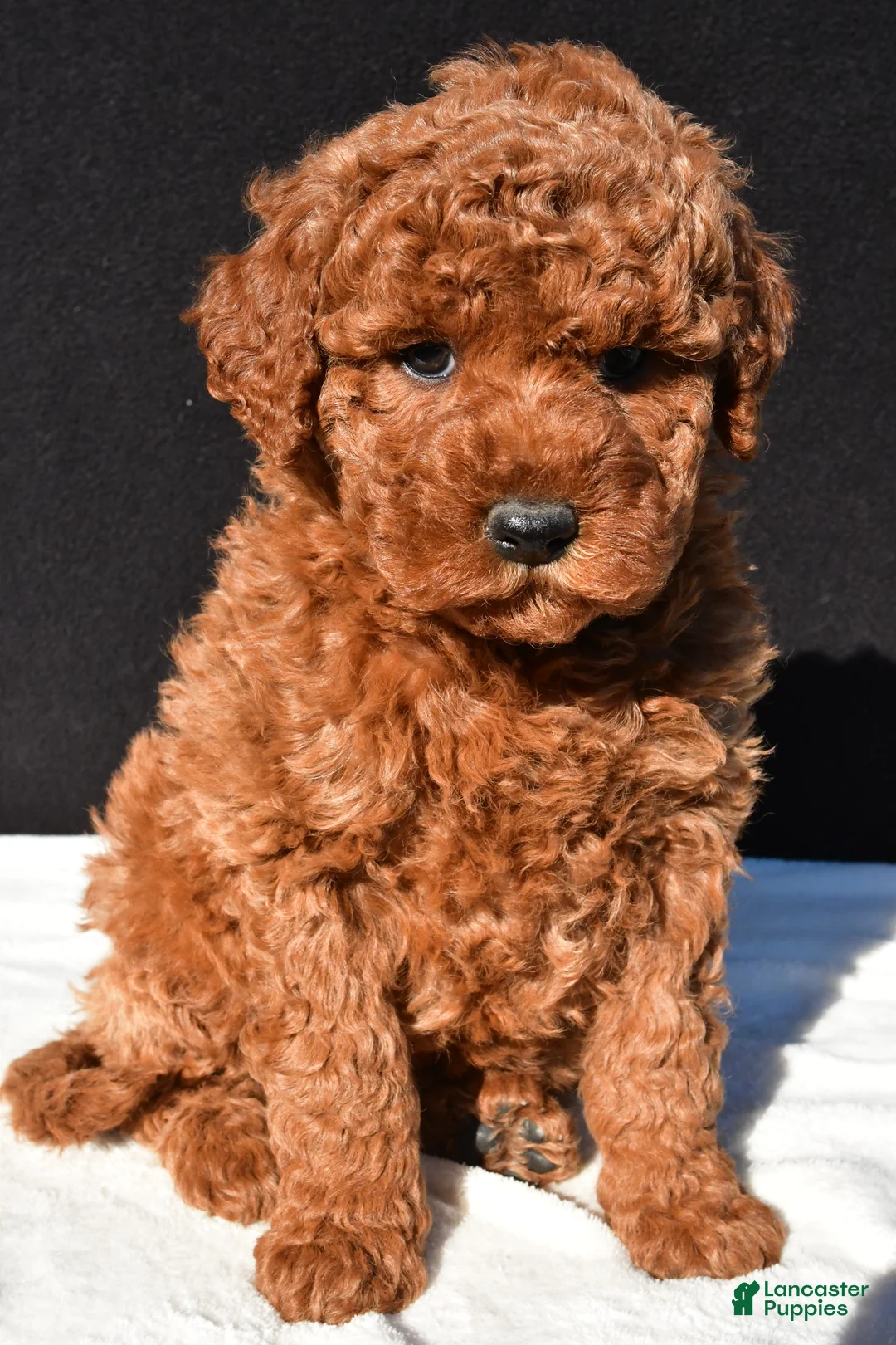 Mini Goldendoodle dogs for sale: Jade - Ad 1