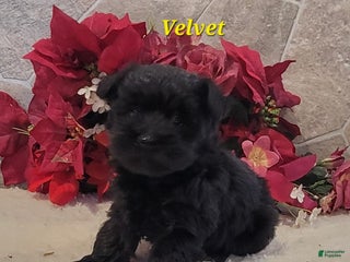 Morkie dogs Velvet - Ad 33