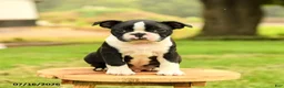 Boston Terrier dogs for sale: Bryce - Ad 5