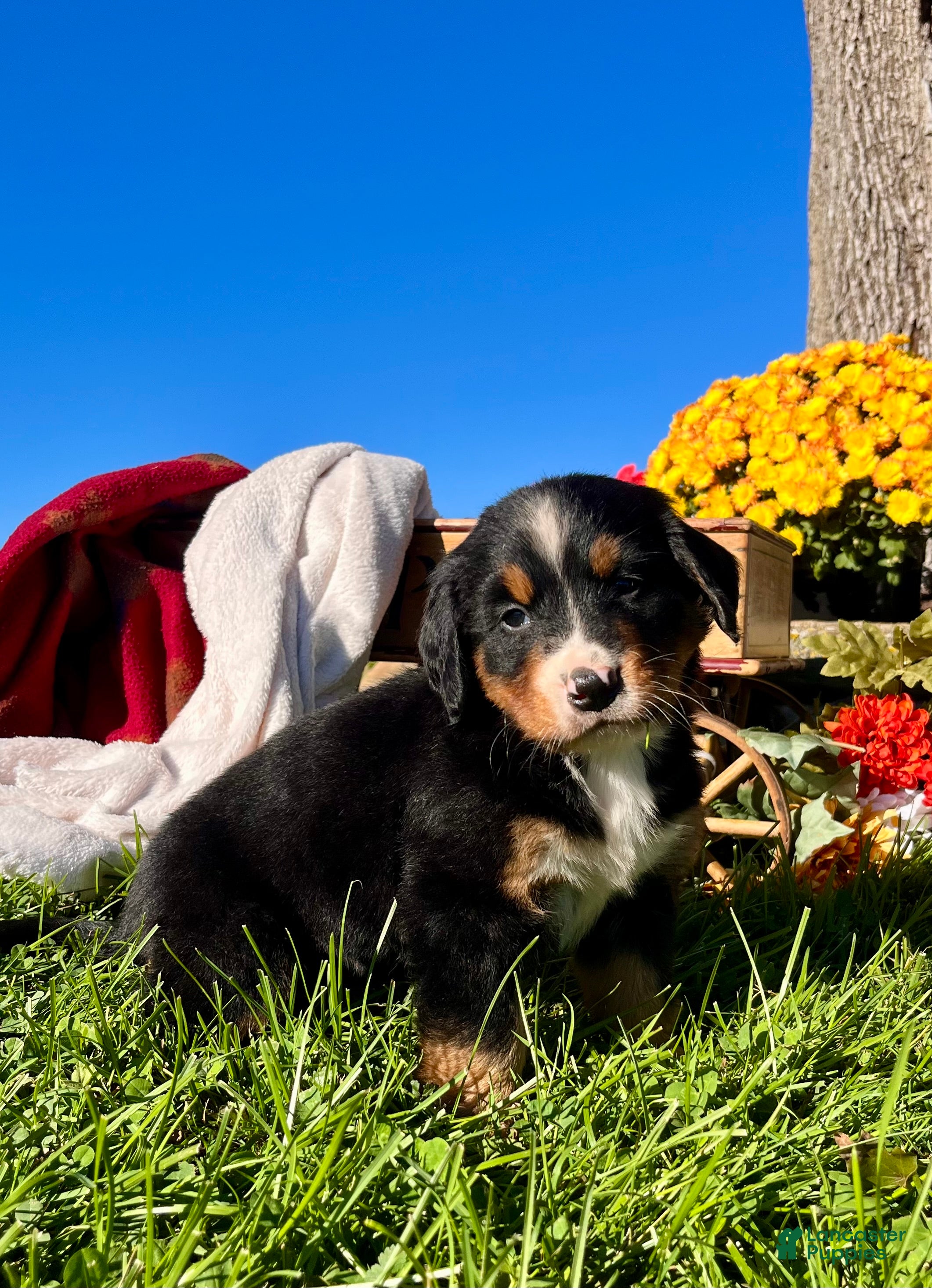 Bernese Mountain Dog dogs Raven❤️AKC Genetic Tested American Champion - Ad 2