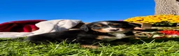 Bernese Mountain Dog dogs for sale: Raven❤️AKC Genetic Tested American Champion - Ad 2