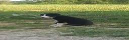 Border Collie dogs for sale: Cloe - Ad 1