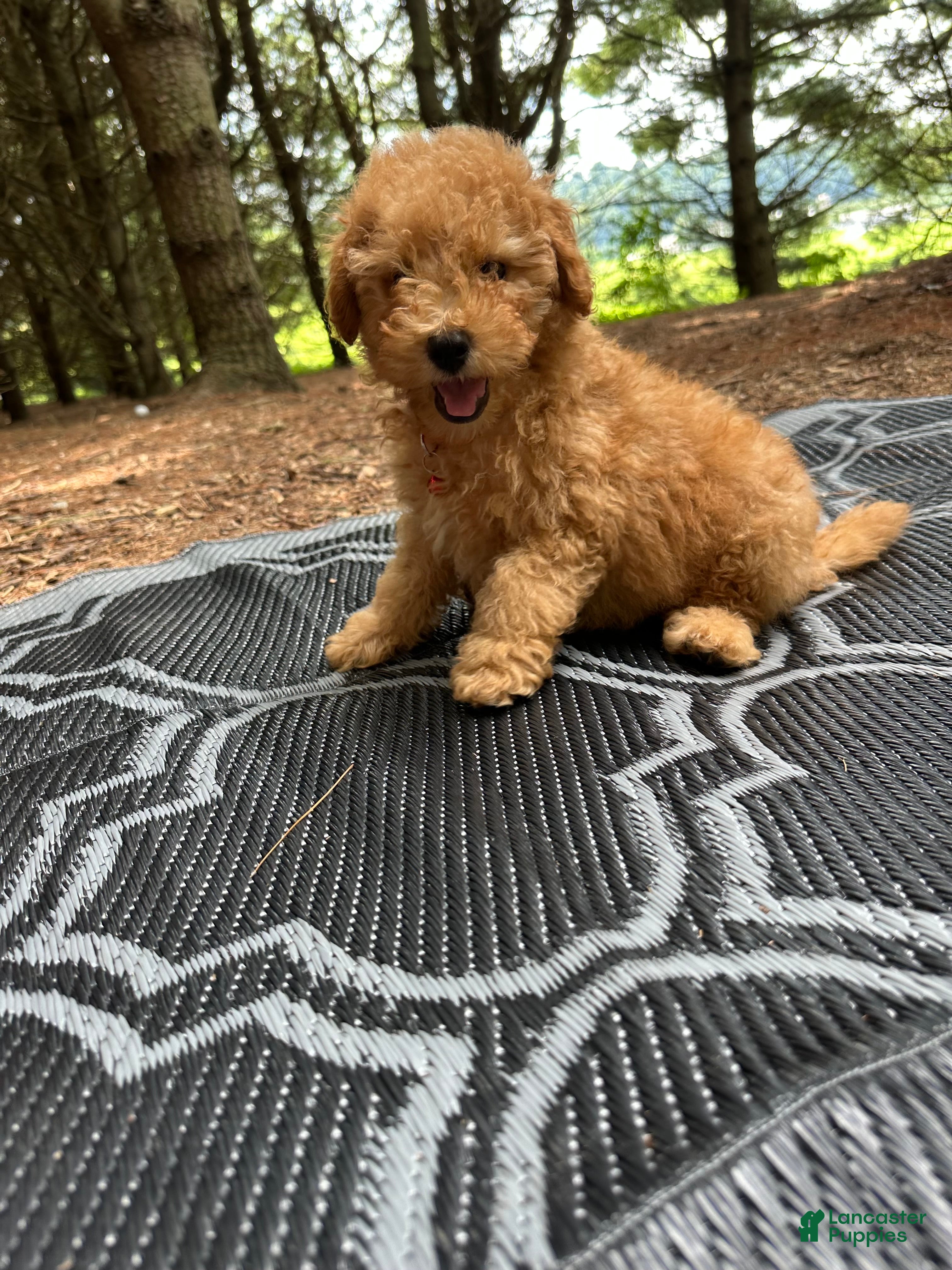 Miniature Poodle dogs Sammy - Ad 1