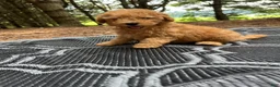 Miniature Poodle dogs for sale: Sammy - Ad 2