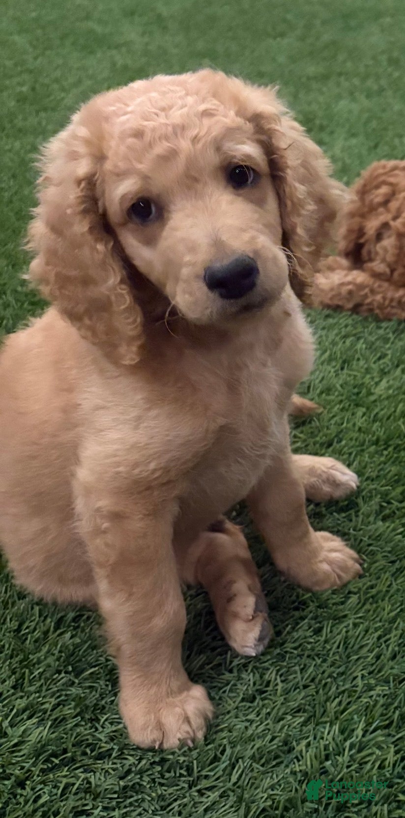 Goldendoodle dogs Goldendoodle Puppy 1 - Ad 2