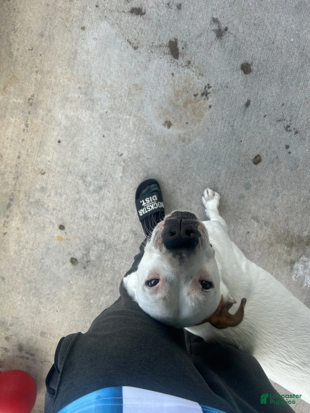 Mixed Breed dogs for sale: Mixed Breed 1 - Ad 4