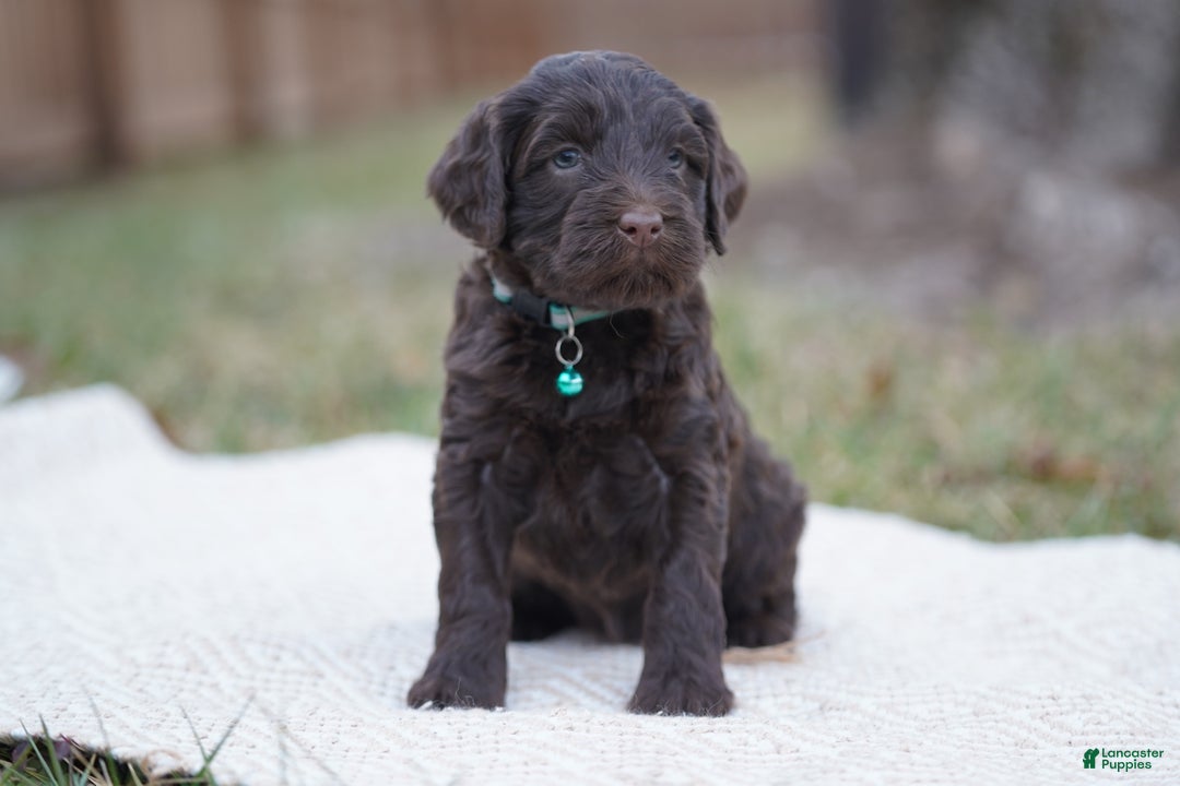 Portuguese Water Dog dogs for sale: Pearl  - Ad 2