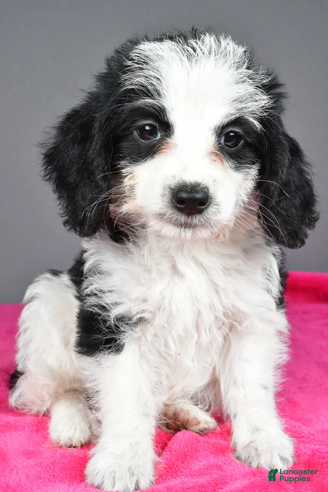 Mixed Breed dogs for sale: Oreo - Ad 1