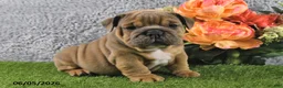 English Bulldog dogs for sale: Mason - Ad 3