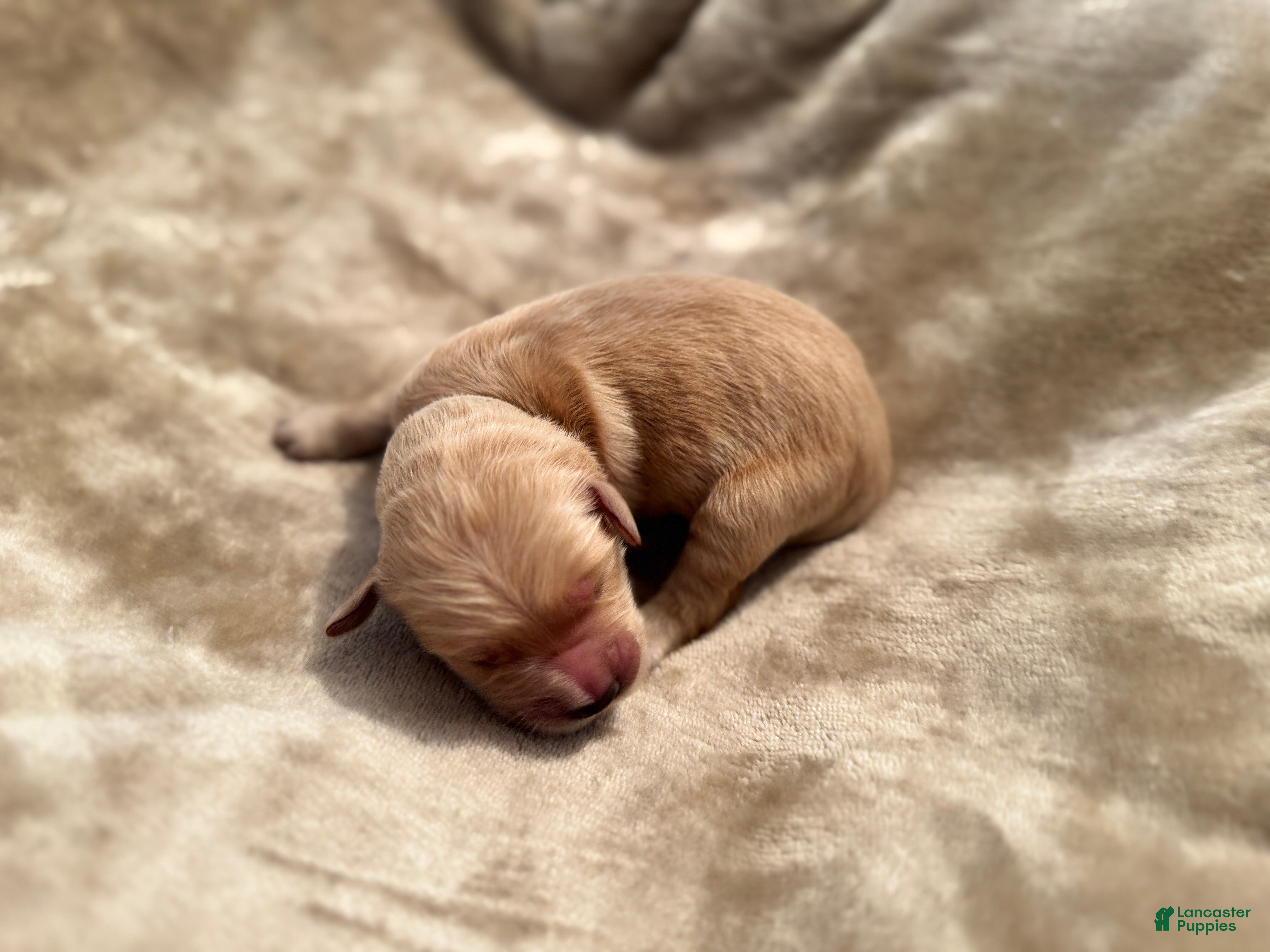 Golden Retriever dogs for sale: Golden Retriever 10 - Ad 30