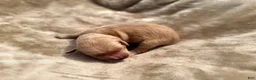 Golden Retriever dogs for sale: Golden Retriever 10 - Ad 1