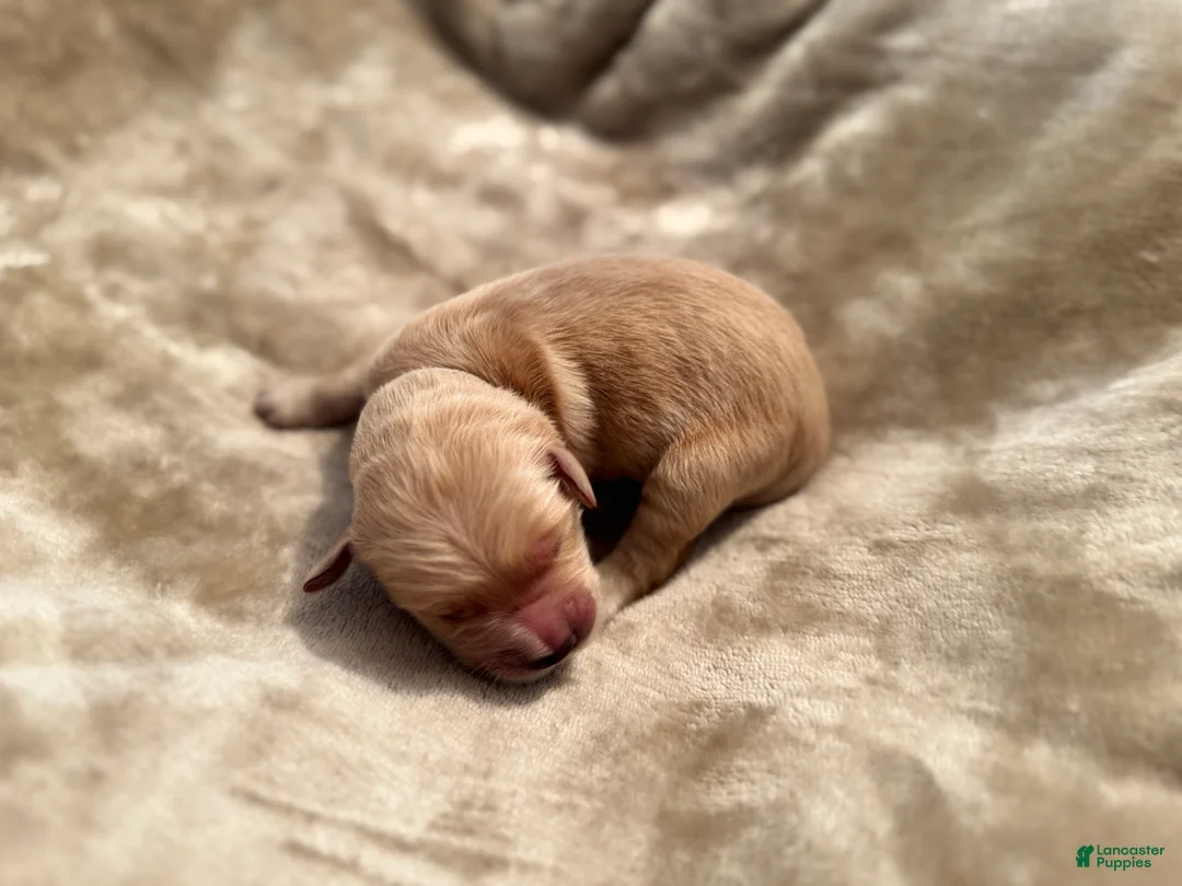 Golden Retriever dogs for sale: Golden Retriever 10 - Ad 1