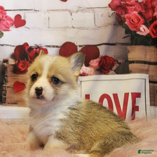 Welsh Corgi Pembroke dogs Denver - Ad 12