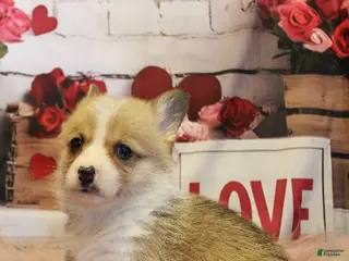 Welsh Corgi Pembroke dogs Denver - Ad 12