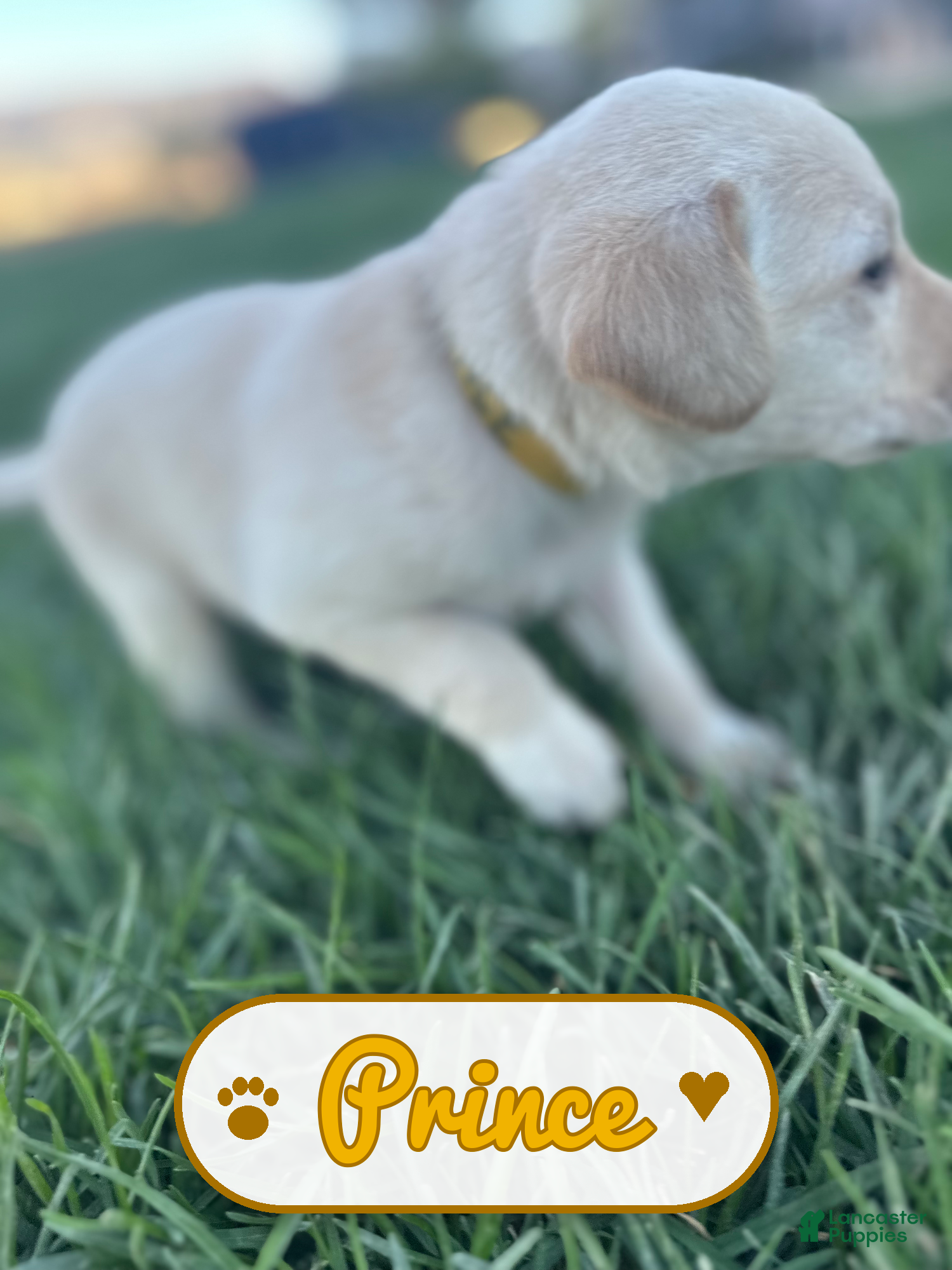 Labrador Retriever dogs Prince - Ad 11