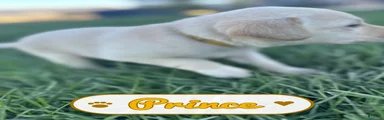Prince